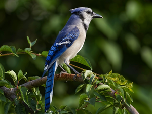 Leaf, Blue jay, Twigs