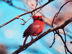 Twigs, Bird, cardinal