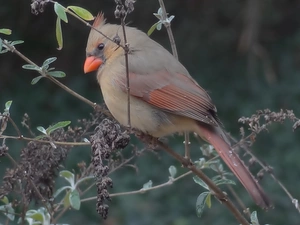 Twigs, Bird, cardinal
