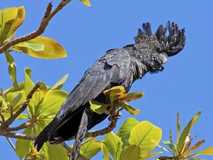 Twigs, parrot, cockatoo