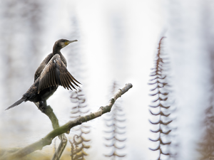 Twigs, Bird, cormorant