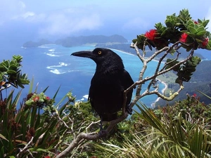 flourishing, Twigs, Crow, sea, Black