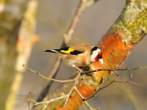Twigs, color, goldfinch