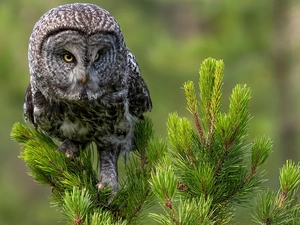 Twigs, spruce, owl, Tawny owl great gray owl, Bird