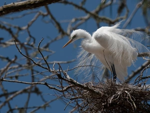 Twigs, White, heron