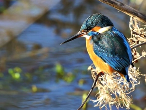 Twigs, Bird, kingfisher