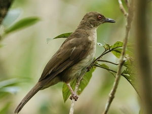 Leaf, Monochrome bulbul, Twigs