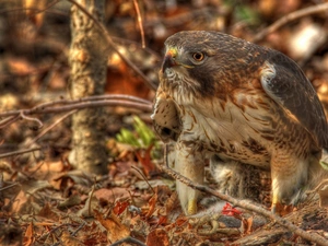Twigs, hawk, Leaf