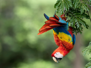 parrot, Twigs, Leaf, Scarlet Macaw