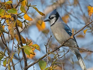 Bird, Twigs, leaves, Blue jay