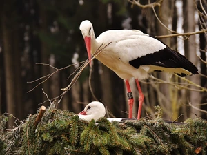 Twigs, Storks, nest
