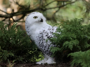 Bird, green ones, Twigs, Snowy Owl