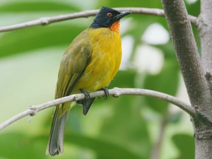 red-bearded bulbul, Twigs