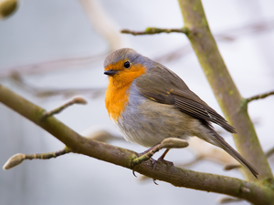 Twigs, Bird, robin