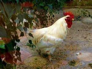 rooster, birch, effect, Twigs