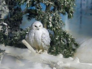 Bird, Twigs, snow, Snowy Owl