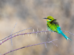 Bird, Twigs, Spikes, bee-eater