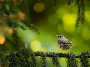 Bird, Twigs, spruce, Song Thrush