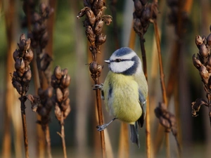 tit, Dry, Plant, Twigs