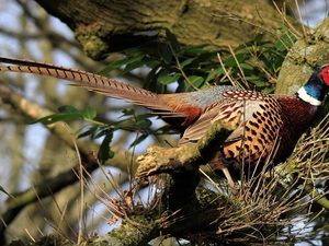 Twigs, pheasant, trees
