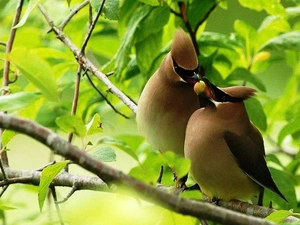 Twigs, Two, Waxwings