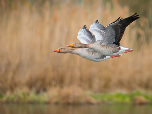 birds, geese, flight, Two