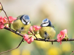 Two cars, Pink, Chickadees, Flowers, twig, birds, Eurasian Blue Tit