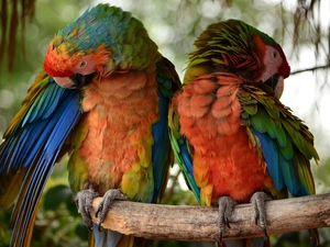 branch, color, Parrots, Two