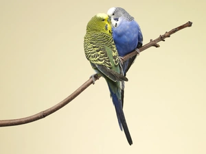 Two, Budgerigar