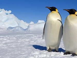 snow, Two cars, penguin, Icecream