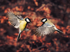 Two, Chickadees