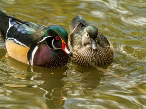 Two, Wood Duck