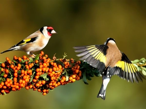 Two cars, Goldfinches