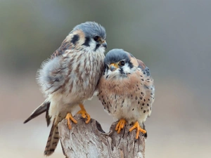 Two, Kestrel