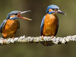 Two cars, kingfishers