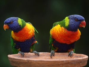 Two, lorikeets Mountain