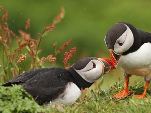 Two cars, Puffins