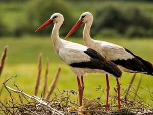 Two cars, Storks