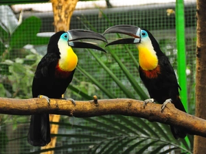 Two cars, Toucan
