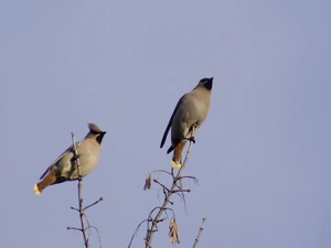 Two, Waxwings