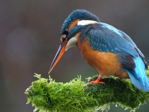 VEGETATION, kingfisher, branch