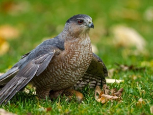 VEGETATION, Bird, hawk