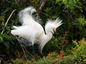 VEGETATION, heron, snow