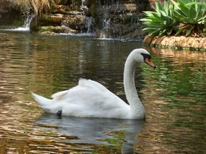VEGETATION, swan, water