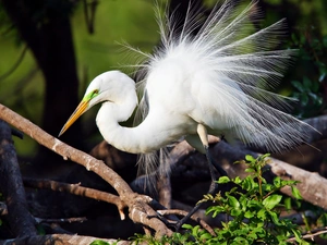VEGETATION, heron, White