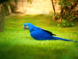 Blue, parrot, trees, viewes, Meadow, ara