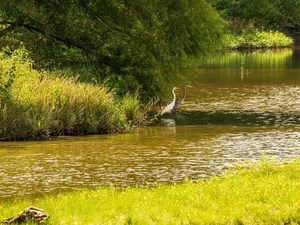 Willow, trees, birds, viewes, lake, rushes, herons