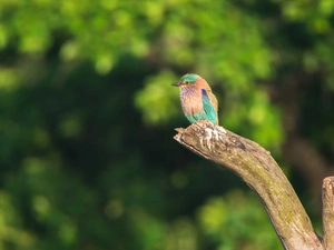 viewes, Lod on the beach, Bird, trees, dry, color, Kraska