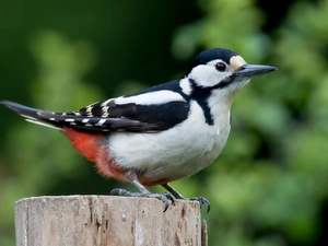 trees, viewes, forest, trunk, woodpecker