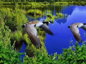 trees, viewes, geese, lake, wild